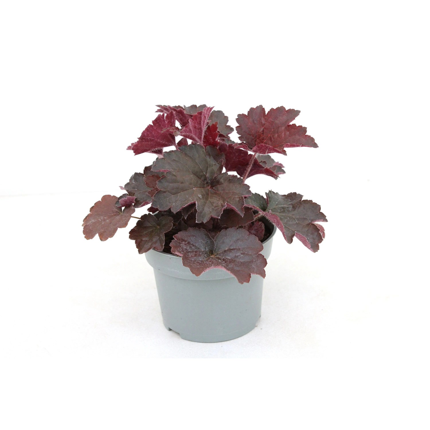 GROW BY OBI Purpurglöckchen Heuchera torffrei Premium T13