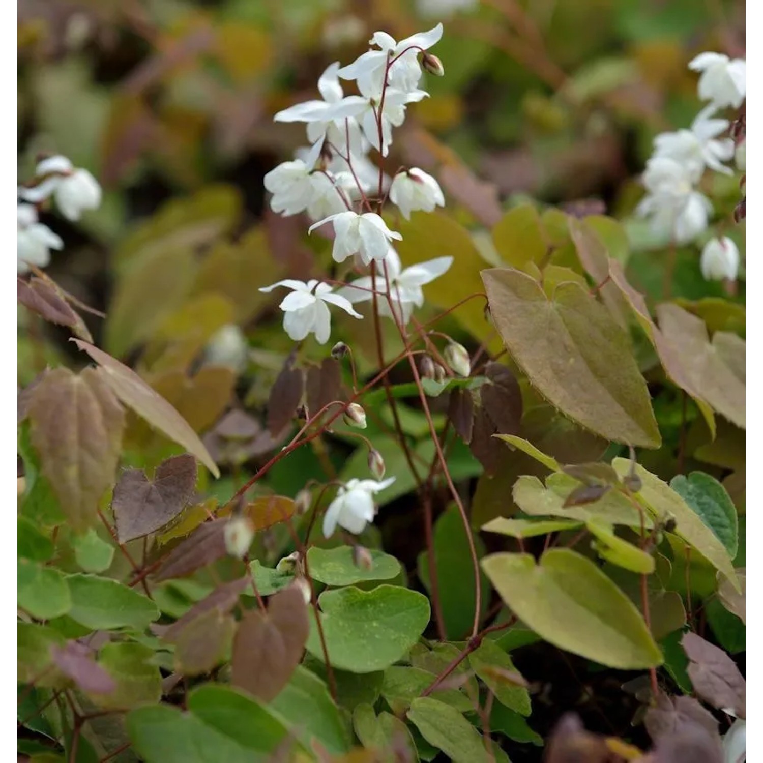 Elfenblume - Sockenblume - Epimedium diphyllum