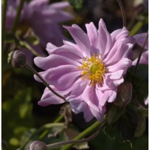 Nahaufnahme einer rosa Herbstanemone (Anemone japonica Monte Rose) mit gelber Mitte.