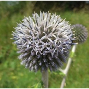 Nahaufnahme einer Kugeldistel Star Frost (Echinops bannaticus) im Garten.