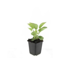 Sonnenhut Echinacea 'Magnus' im 9cm Topf, grüne Blätter. Zierstaude für den Garten.
