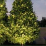 Beleuchteter Baum im Garten mit Paulmann Plug & Shine Bodeneinbaustrahler, warmweiß.