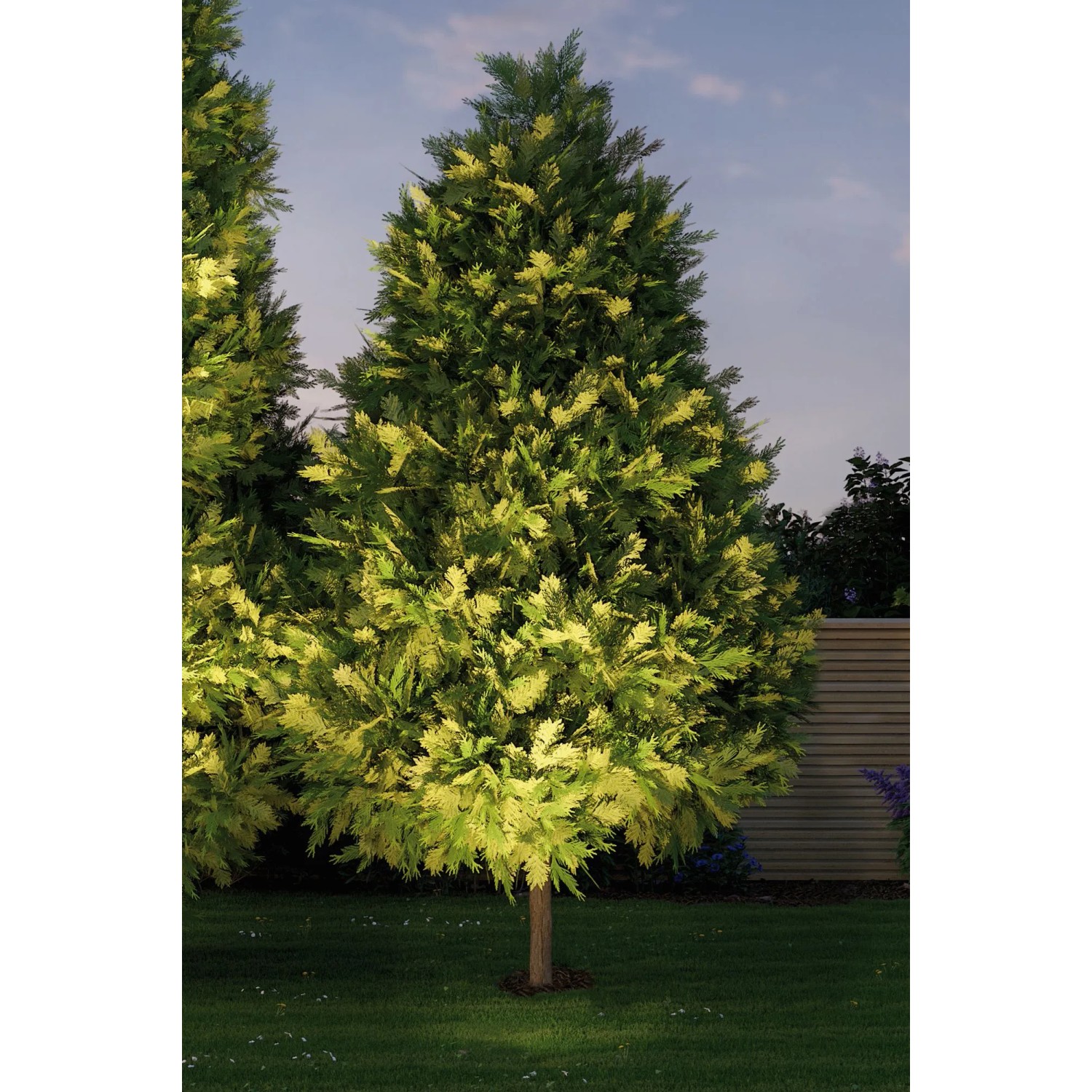 Beleuchteter Baum im Garten mit Paulmann Plug & Shine Bodeneinbaustrahler, warmweiß.
