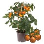 Orange Cherrytomate 'Exotenherz' im Topf, eine ertragreiche Pflanze für Balkon und Garten.