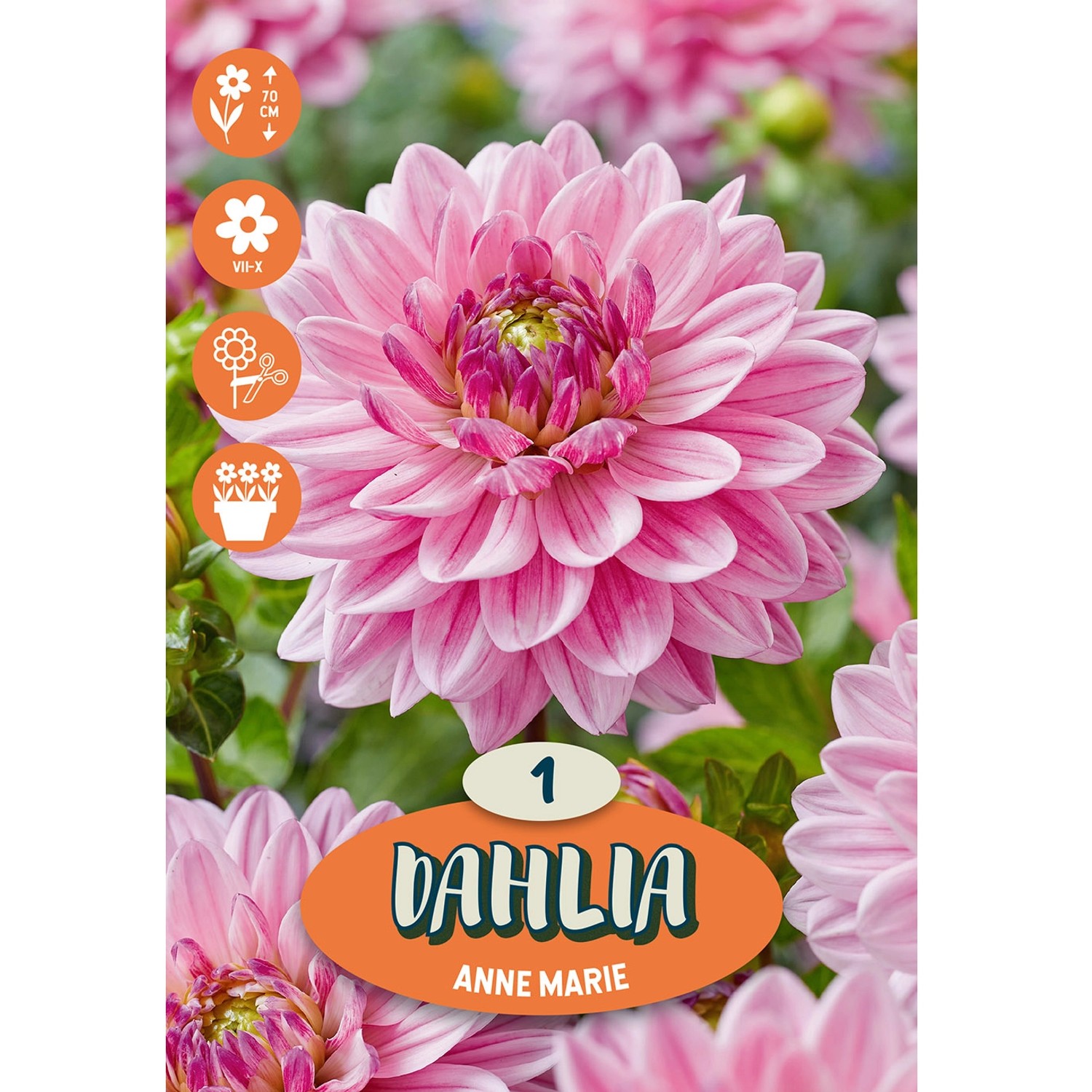 Dahlia ''Anne Marie'' 1 Stück
