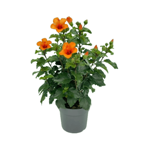 Orangefarbener Hibiskus Busch (Hibiscus sinensis) in einem Topf für Innen.