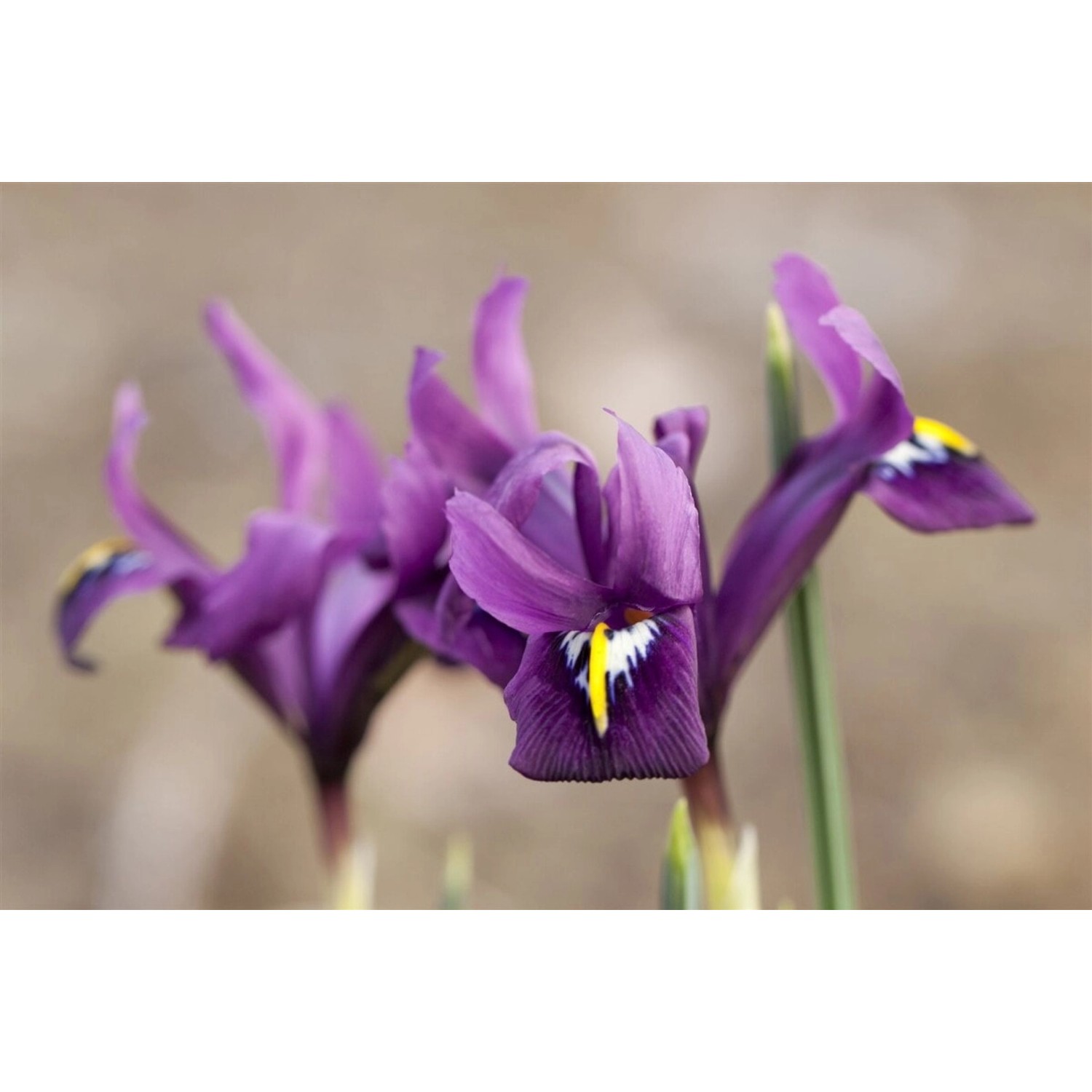 Iris Reticulata Netzblattiris Ca. 9x9 cm Topf günstig online kaufen