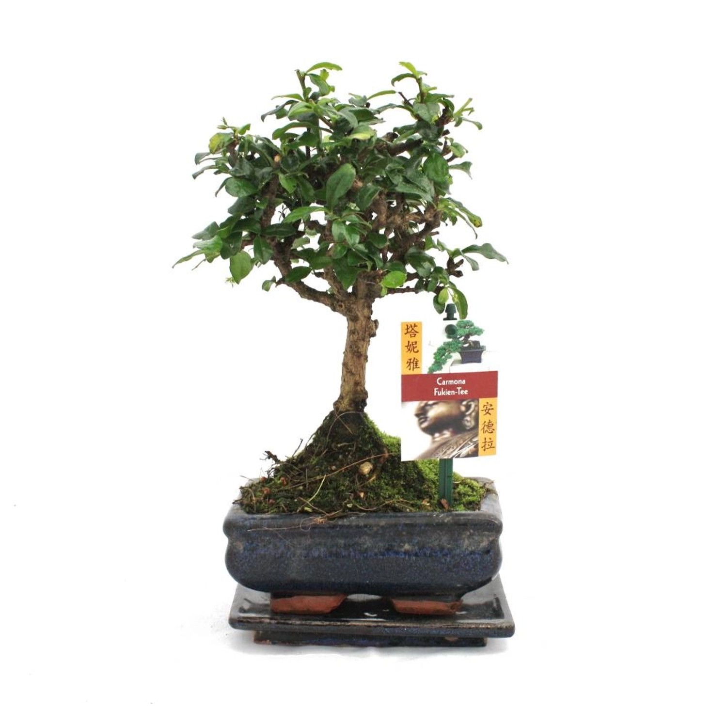 Exotenherz Bonsai Fukientee Carmona Microphylla ca. 6 Jahre Kugelform