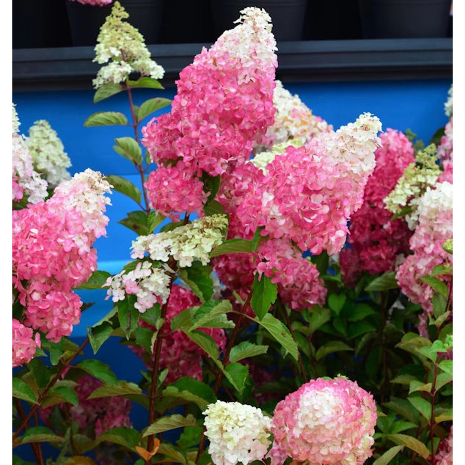 Rispenhortensie Fraise Melba 40-60cm - Hydrangea paniculata günstig online kaufen