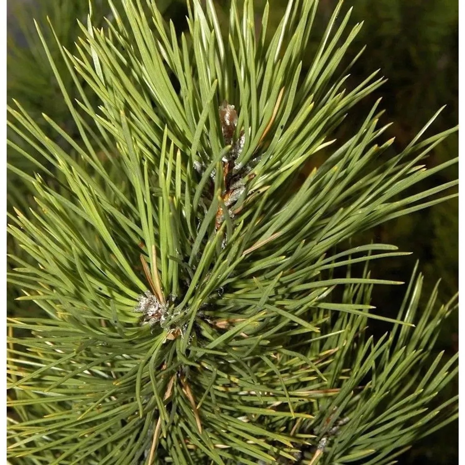 Österreichische Schwarzkiefer Select 30-40cm - Pinus nigra