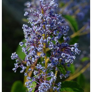 Nahaufnahme der blau blühenden Säckelblume Henry Desfosse (Ceanothus delilianus).