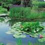 Wasserpflanzen-Mix im Korb (Topf-Ø 18cm) für den Gartenteich. Teichpflanzen mit Seerosen.