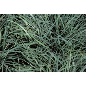 Detailaufnahme der Blaue Segge (Carex panicea) im 2 Liter Topf. Dekorative Gräser für den Garten.