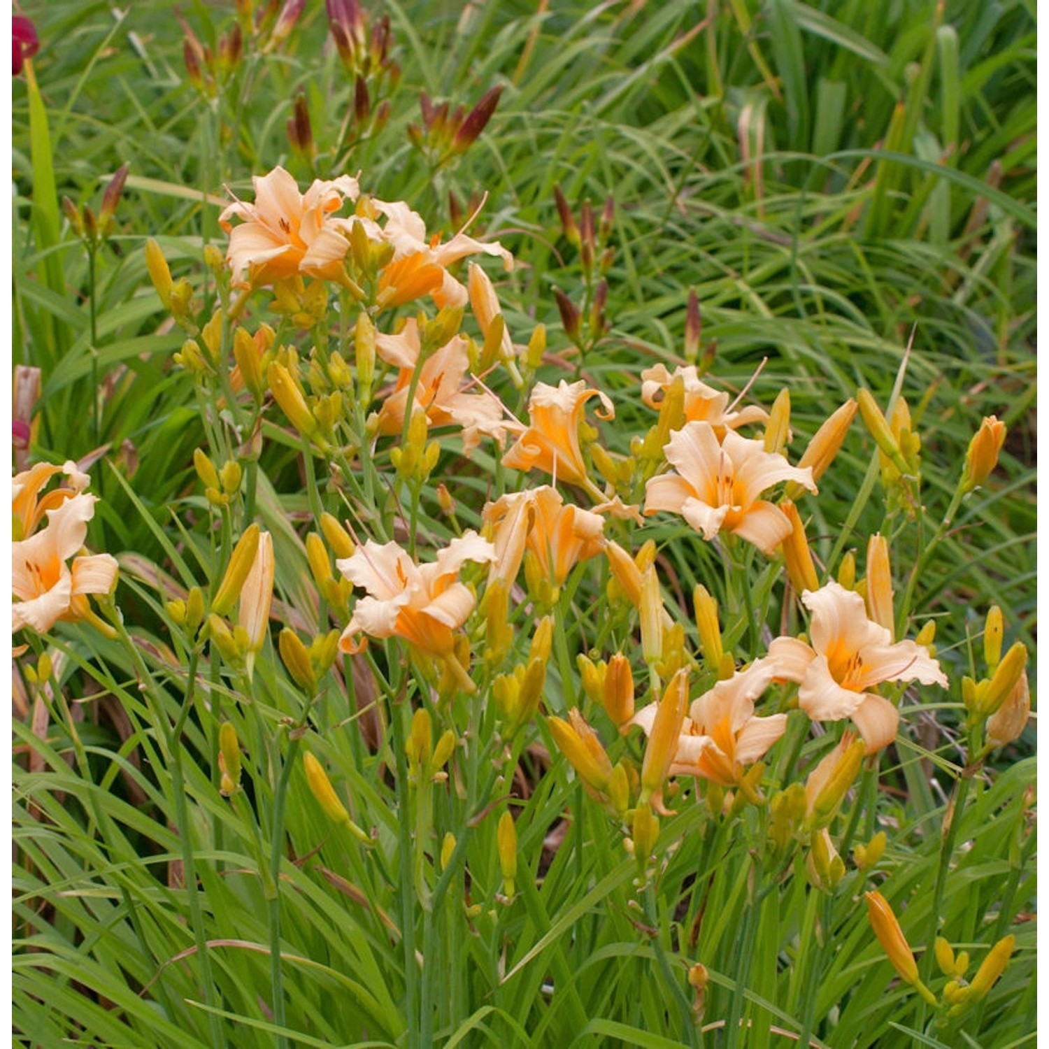 Taglilie Little Bumble Bee - Hemerocallis cultorum günstig online kaufen