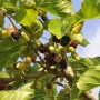 Nahaufnahme: Schwarze Maulbeere (Morus Nigra) mit reifen und unreifen Früchten am Baum.