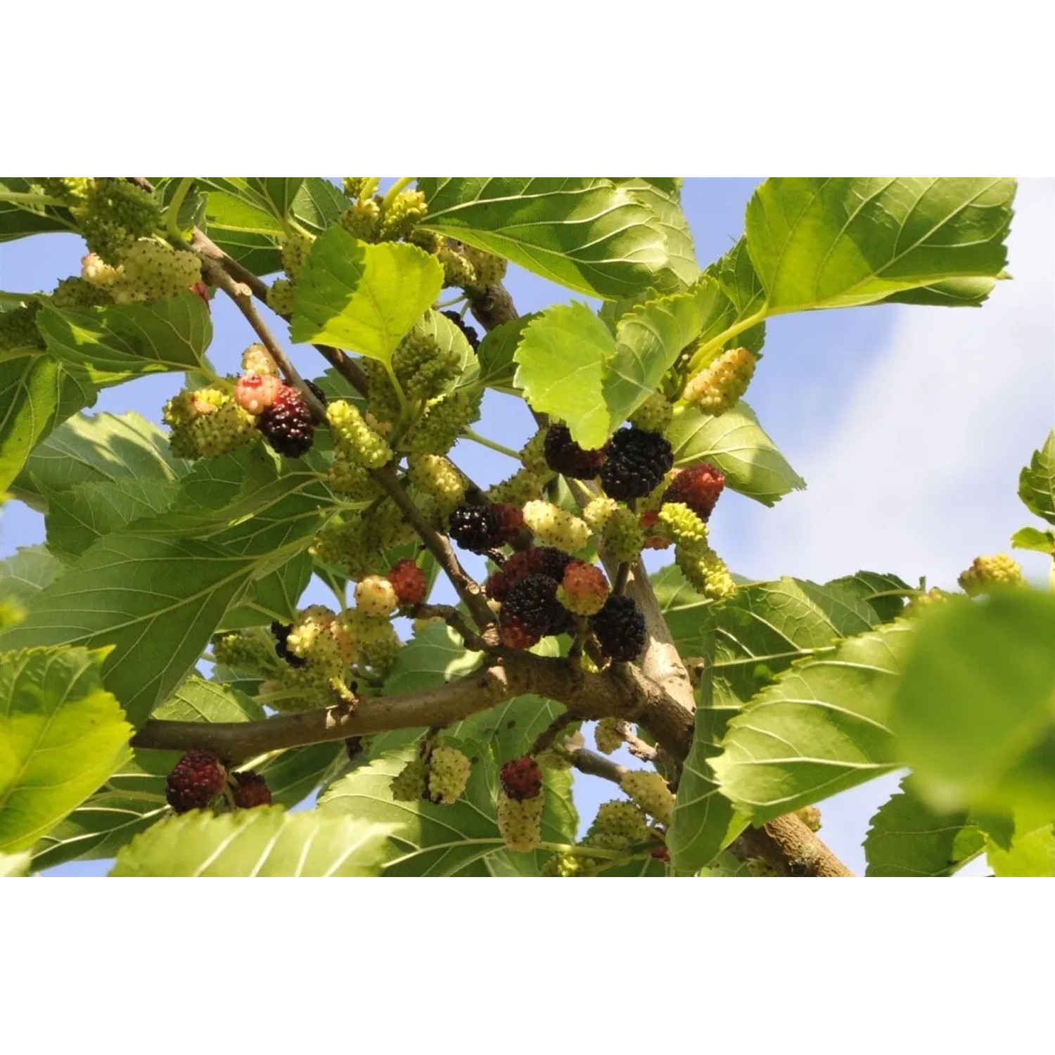 Nahaufnahme: Schwarze Maulbeere (Morus Nigra) mit reifen und unreifen Früchten am Baum.