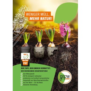 Moos-Steinbrech Ice Colours im Topf, verschiedene Wachstumsstadien. GROW by OBI Stauden.