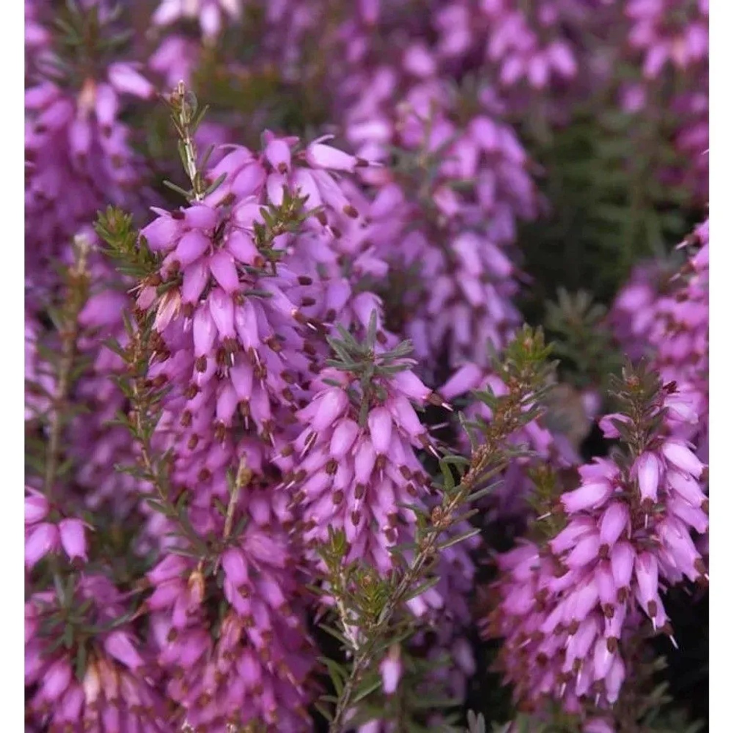 10x Winterheide Rosalie - Erica carnea