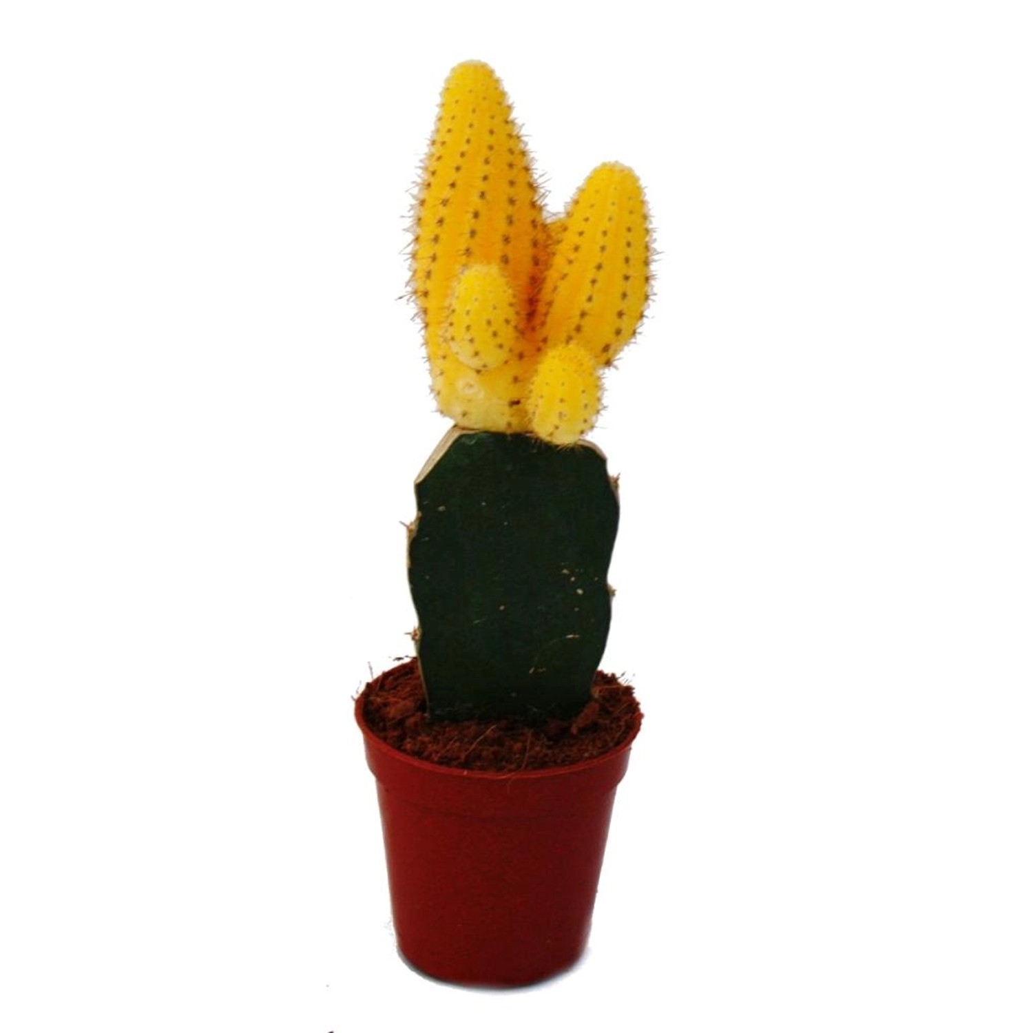 Exotenherz Chamaecereus Silvestrii Bananenkaktus Gelb 5,5cm Topf günstig online kaufen