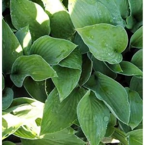 Nahaufnahme der grünen Blätter der Funkie Sharmon (Hosta fortunei), einer Staude.