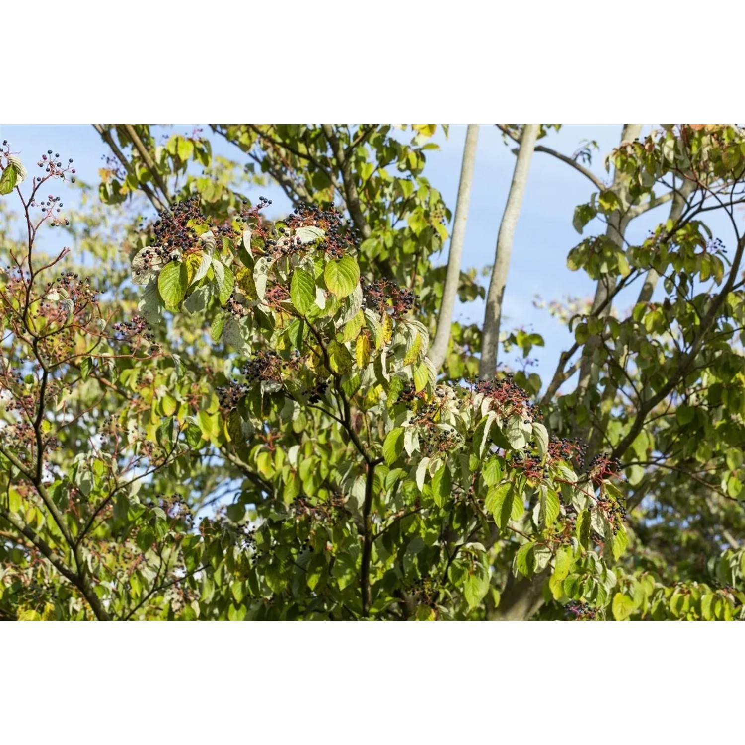 Cornus Sanguinea Roter Hartriegel 125–150 cm Dekorative Herbstfärbung