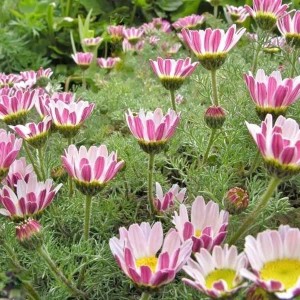 6 x Bertram 'Depressus' Anacyclus pyrethrum Topf 9cm Niedriger Wuchs