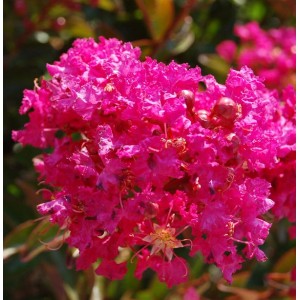 Nahaufnahme der pinkfarbenen Blüten der Chinesischen Kräuselmyrte Berry Dazzle.