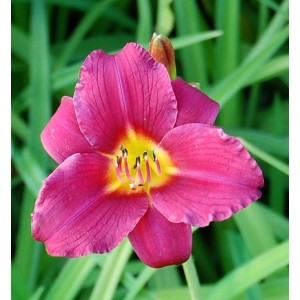 Nahaufnahme einer pinkfarbenen Taglilie (Hemerocallis 'Pardon Me') mit gelber Mitte.