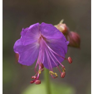 Nahaufnahme einer einzelnen, violetten Blüte des Balkanstorchschnabels (Geranium macrorrhizum).