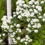 Blühende Spiraea Vanhouttei Prachtspiere mit weißen Blüten im Garten.
