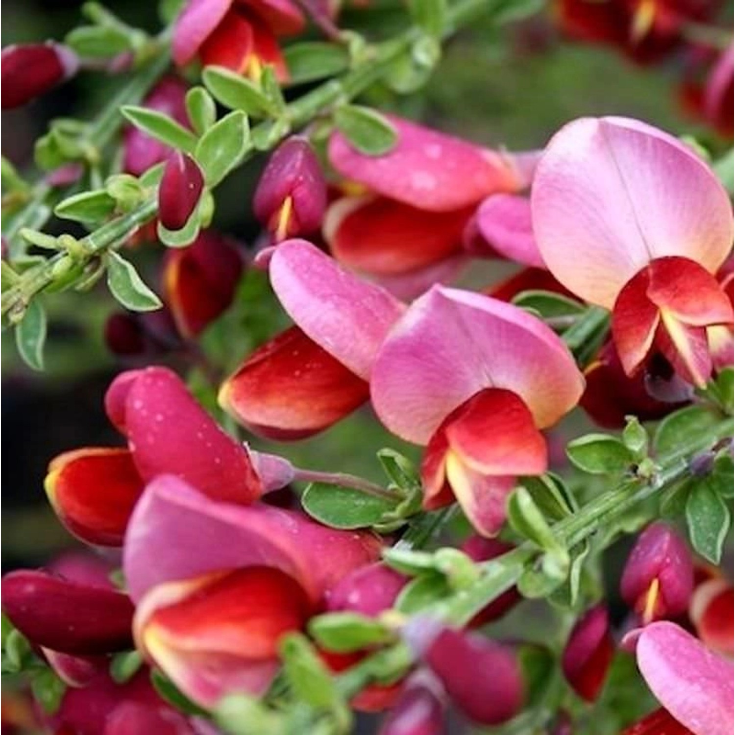 Schmuckginster Burkwood 40-60cm - Cytisus scoparius günstig online kaufen