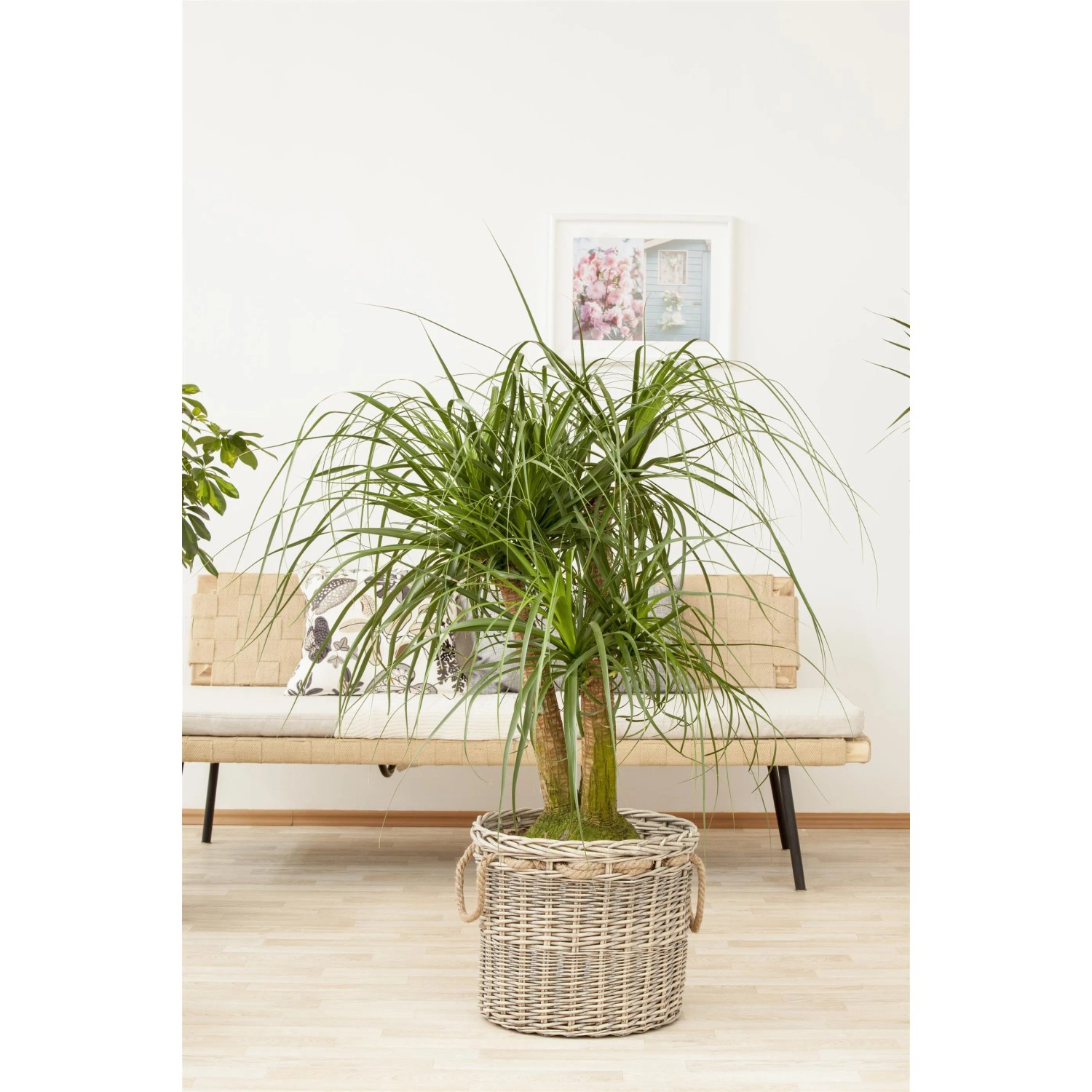 Elefantenfu Beaucarnea recurvata 120-140 cm Topf  44 cm kaufen bei OBI