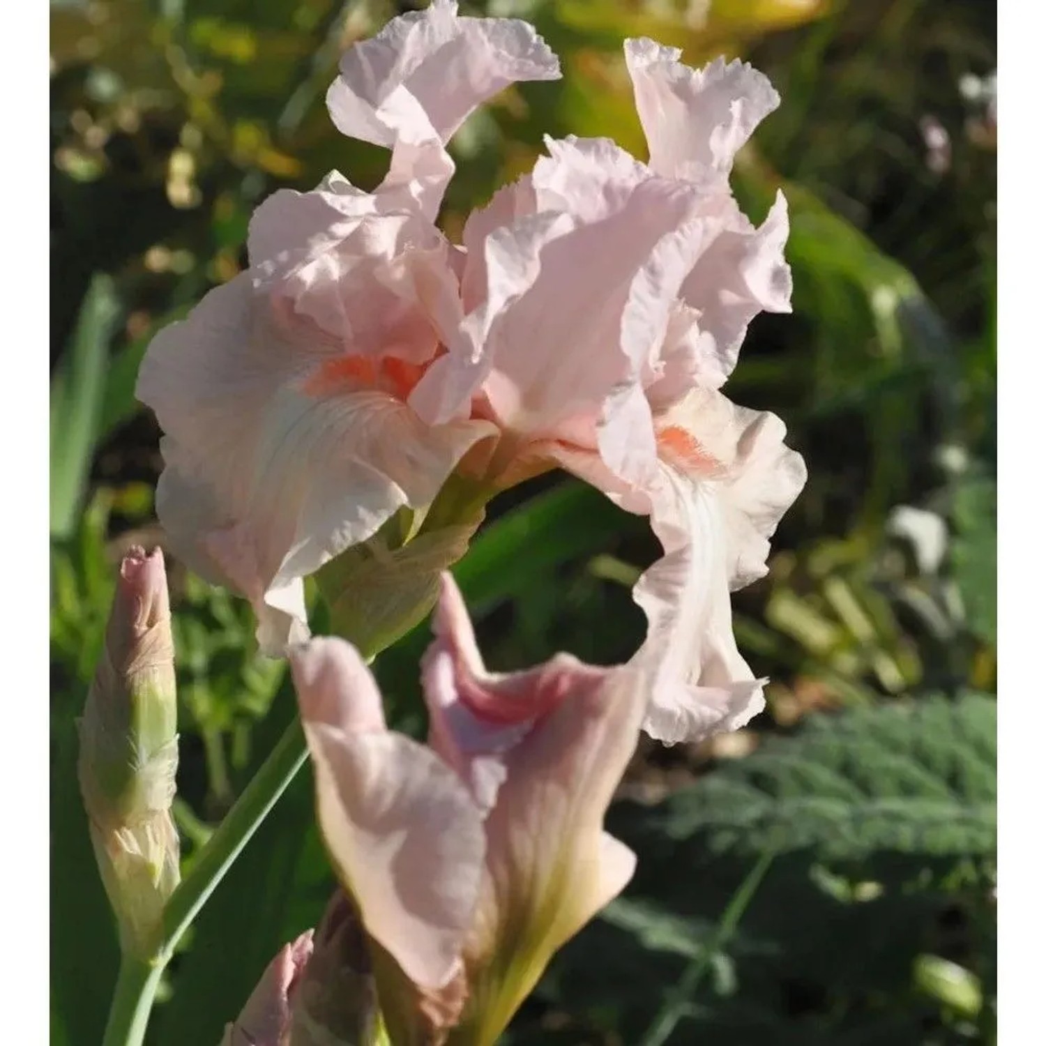 Zarte, rosa Schwertlilie 'Vanity' (Iris barbata) im Detail.