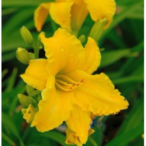Taglilie Eenie Weenie - Hemerocallis
