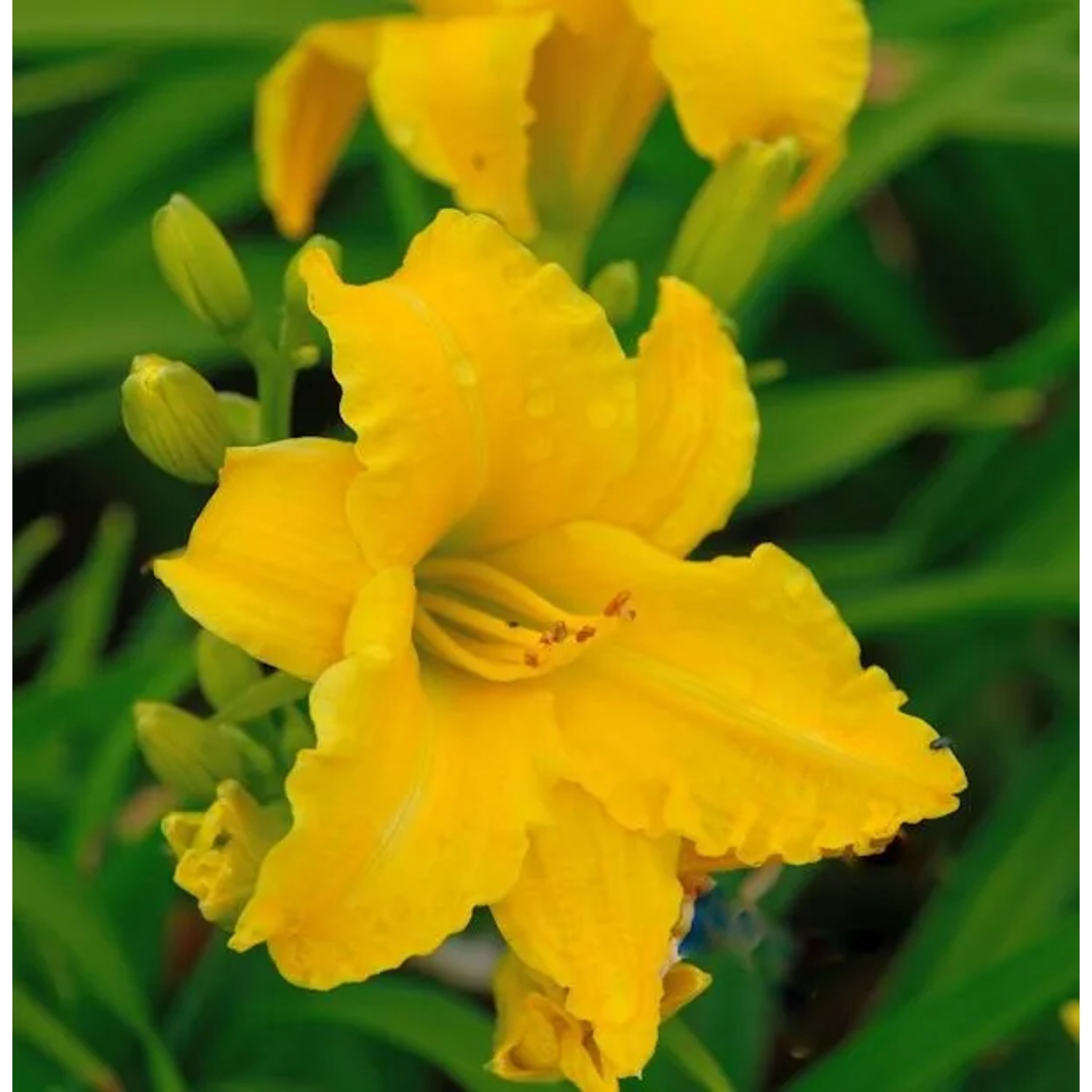 Taglilie Eenie Weenie - Hemerocallis