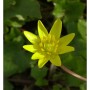 Gelbe Blüte des Scharbockskraut Flore Pleno, eine Staude für halbschattige Standorte.