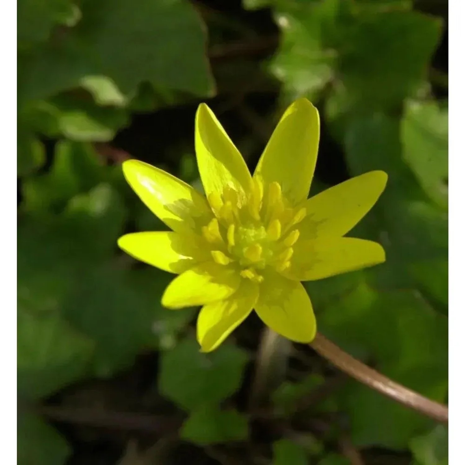 Scharbockskraut Flore Pleno - Ficaria verna