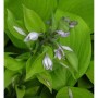 Funkie 'Sum and Substance' (Hosta cultorum) mit grünen Blättern und zarten, hellen Blüten.