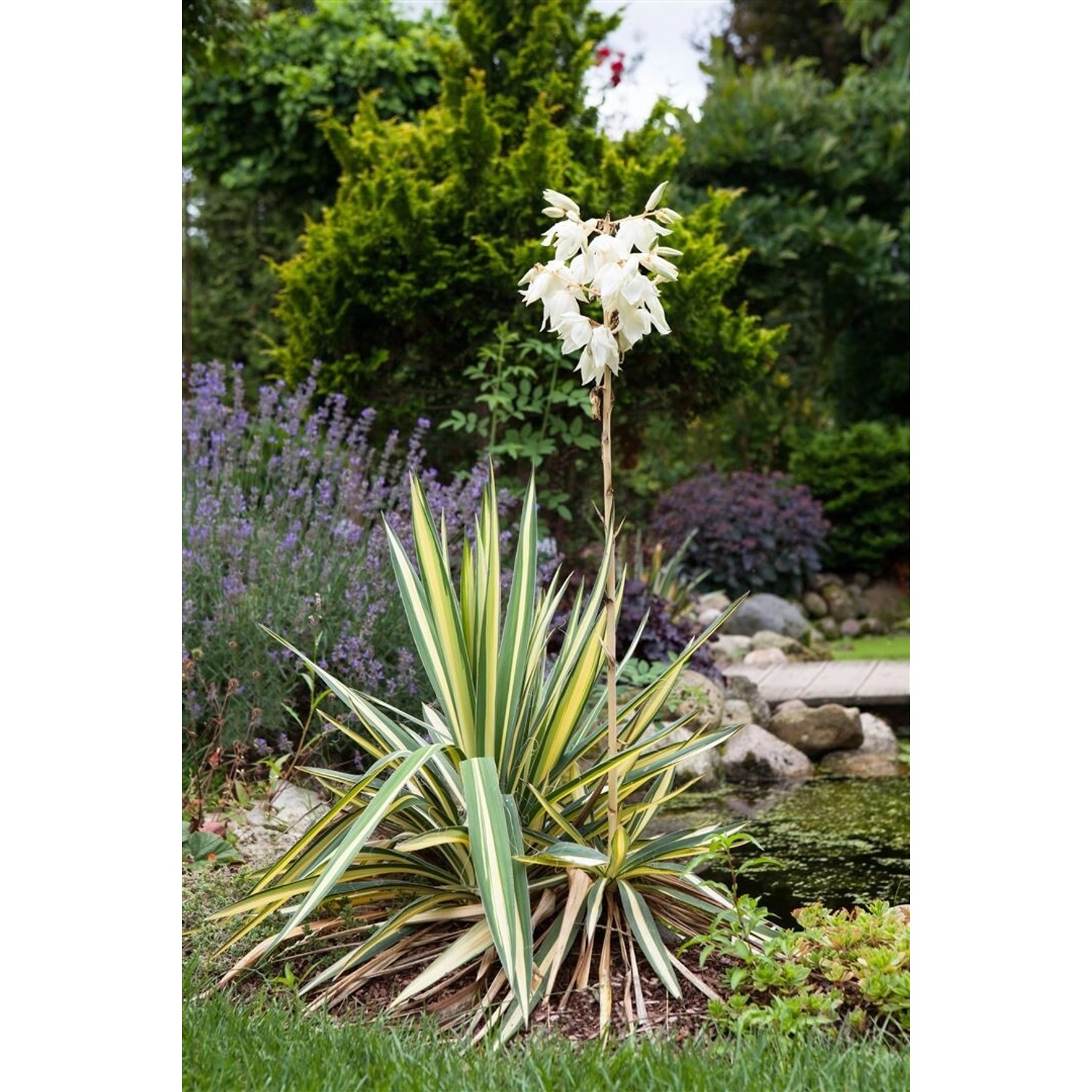 Yucca Flaccida Golden Sword Palmlilie Gelb-Grün Ca. 11x11 cm Topf günstig online kaufen