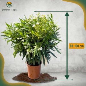 Oleander 'Weiß', 80-100 cm, im Topf. Immergrüne, blühende Kübelpflanze für den Garten.