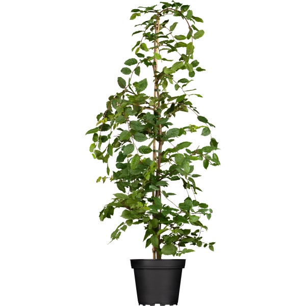 Hainbuche Kaufen Bei OBI hainbuche-kaufen-bei-obi