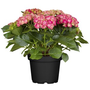 Bauernhortensie 'Rembrandt Rosso Glory' im Topf, rote Blüten mit Farbverlauf, ca. 30-40 cm hoch.