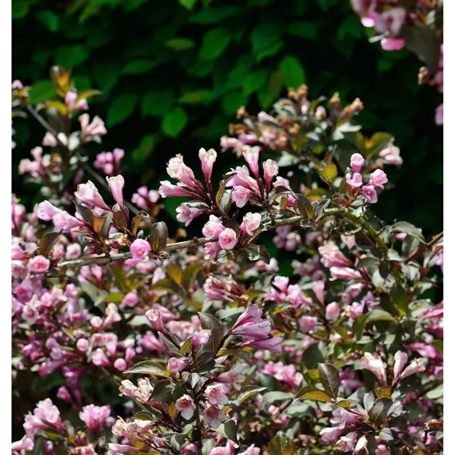 Weigelie Nana Purpurea 80-100cm - Weigela florida