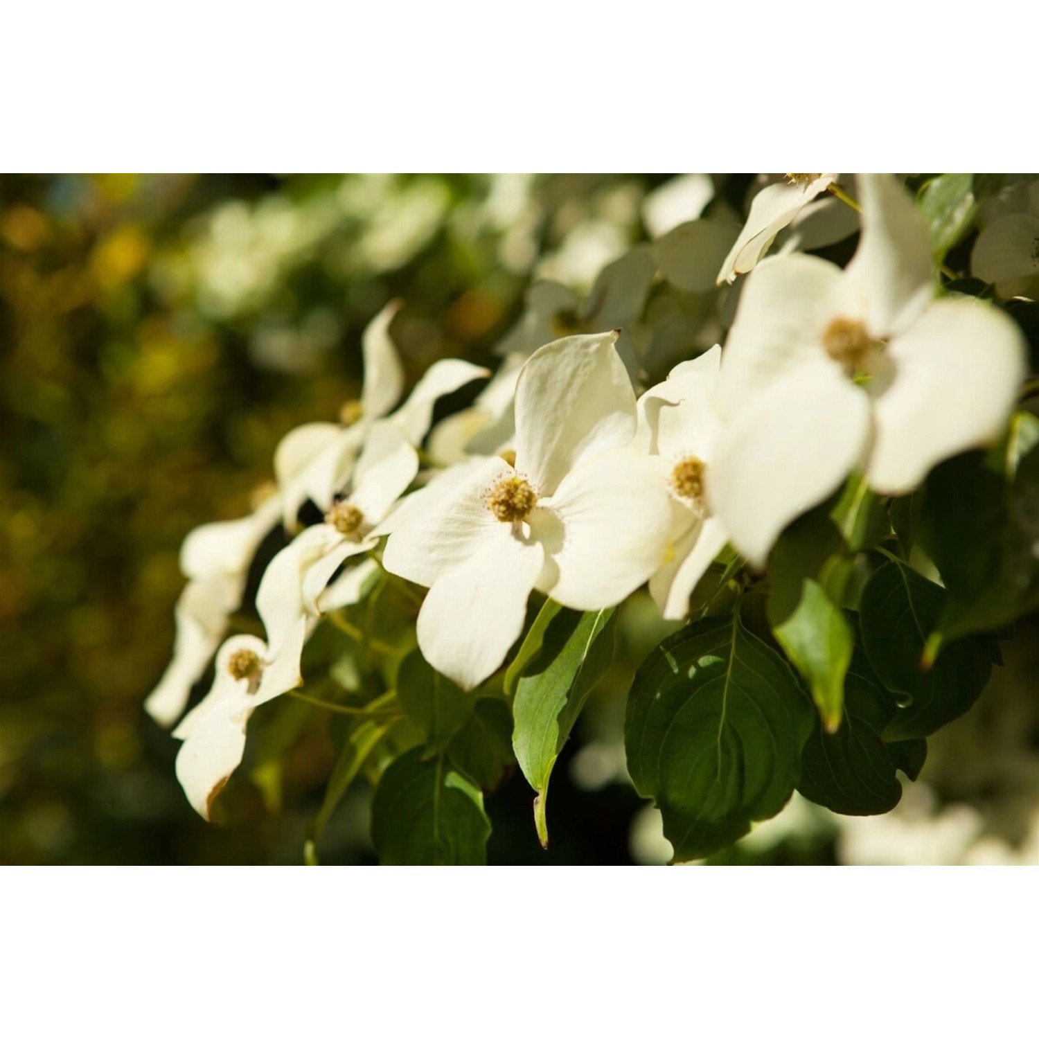 Cornus Kousa Chinensis Chinesischer Blumen-Hartriegel 80–100 cm günstig online kaufen