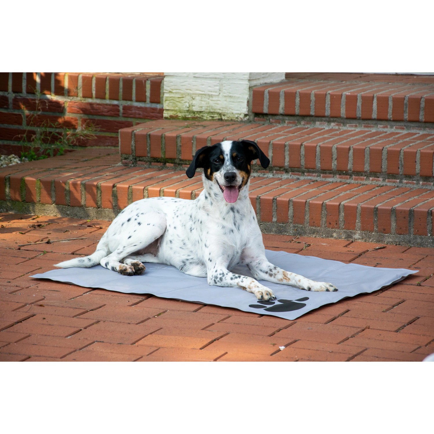 Hund liegt auf grauer Kühlmatte mit Pfotenmuster von Dobar, 99,5x70cm. Hundekissen für den Sommer.