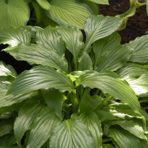 Glockenfunkie 'Stirfry' (Hosta ventricosa) mit großen, grünen Blättern. Staude für halbschattige Standorte.