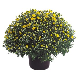 Gelbe Herbst-Chrysantheme im Topf, ca. 40 cm hoch. Chrysanthemum indicum.