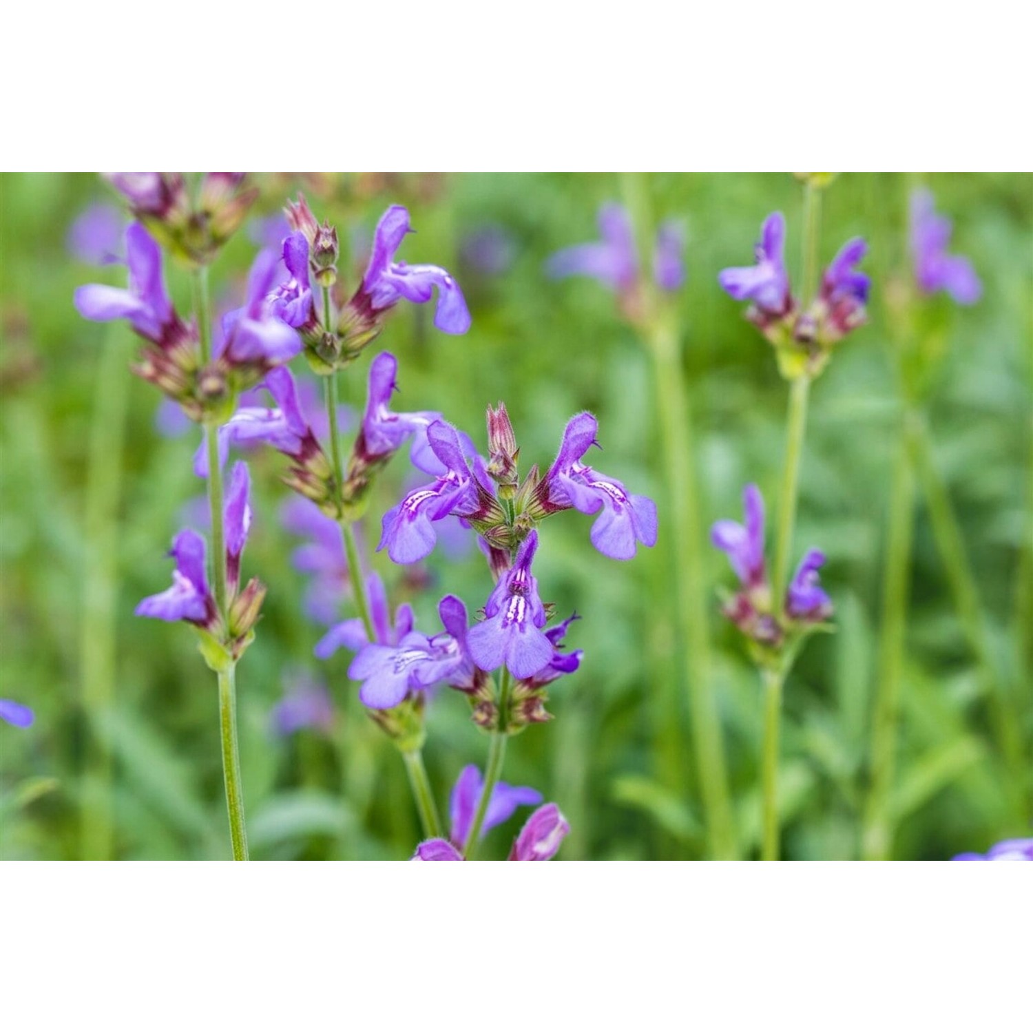 Salvia Officinalis Grete Stölzle Echter Salbei Ca. 9x9 cm Topf günstig online kaufen