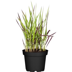 Japanisches Blutgras Red Baron im Topf, grün-rote Zierpflanze für Garten und Kübel.