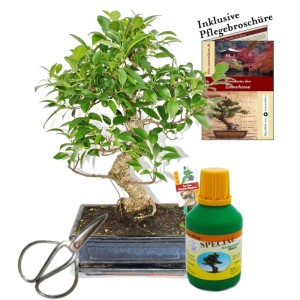 Chinesischer Feigenbaum Bonsai Set mit Schere, Dünger und Pflegebroschüre in dunkler Schale.